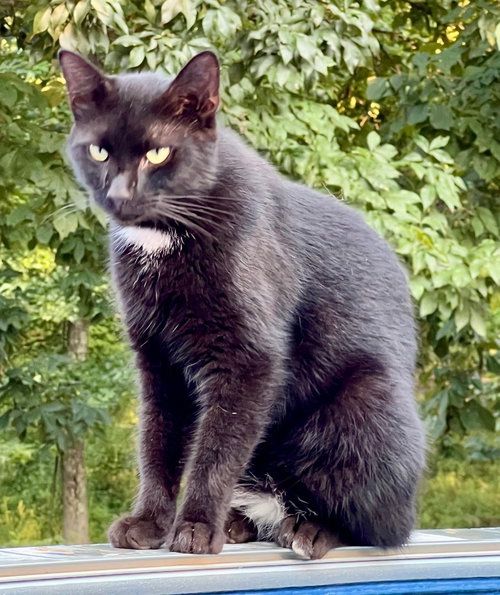 Tippy, a cat for adoption from Kentucky Kitty Cats, Inc.