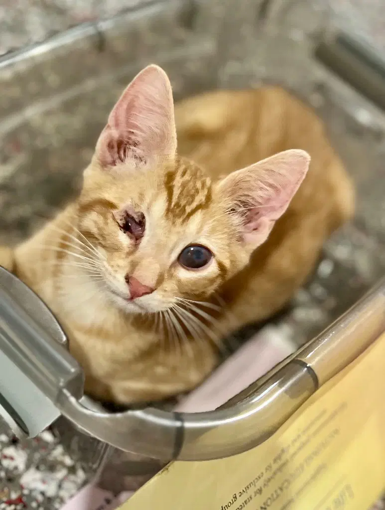 Golden Oreo - Domestic Short Hair