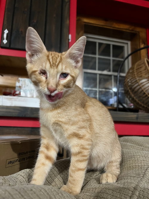 Photo 2 of Golden Oreo