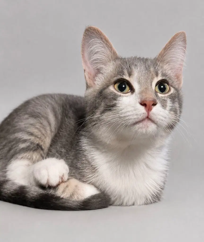 Smoky - Domestic Short Hair