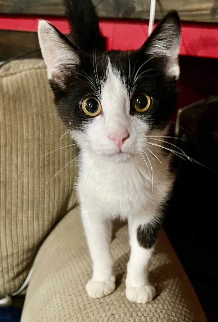 Sentry - Domestic Short Hair