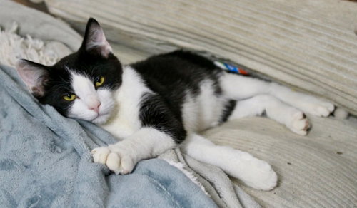 Sentry, a cat for adoption from Kentucky Kitty Cats, Inc.