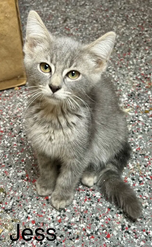Jess - Domestic Short Hair