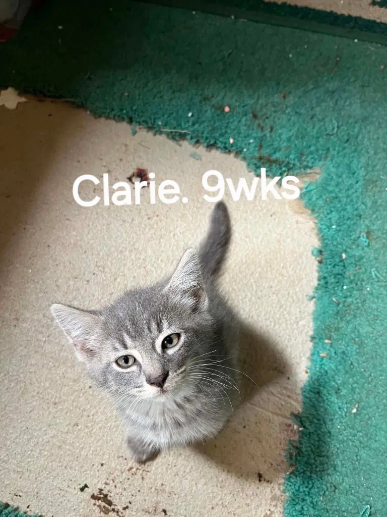 Jess image 3