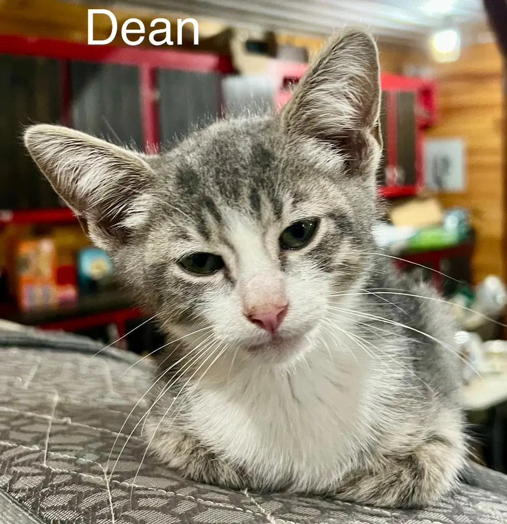 Dean image 1