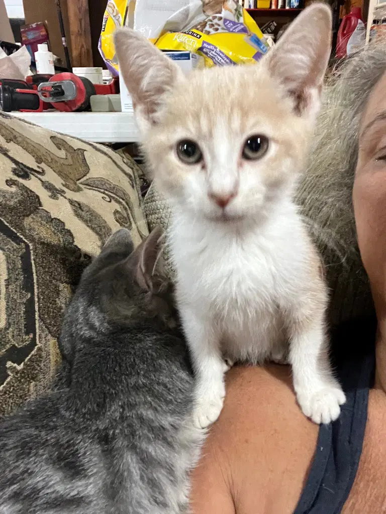 Logan - Domestic Short Hair