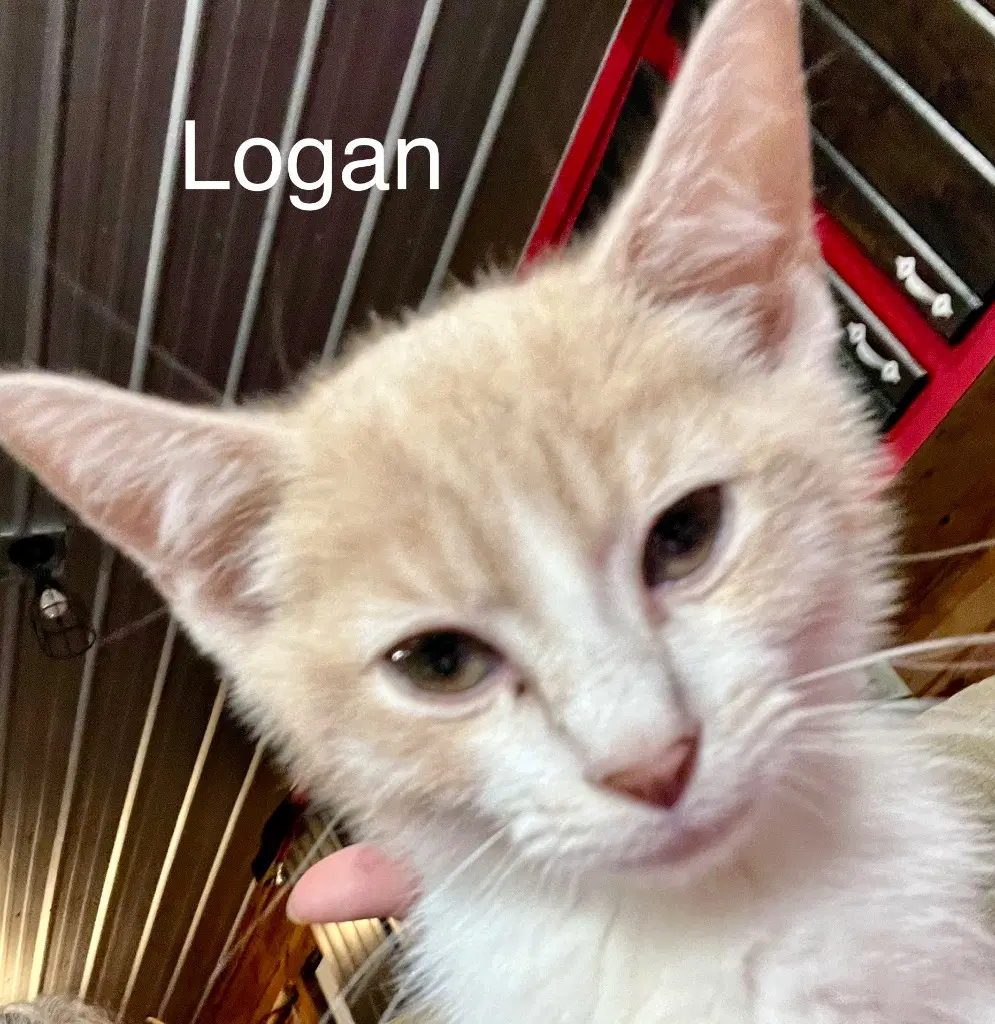 Logan image 4