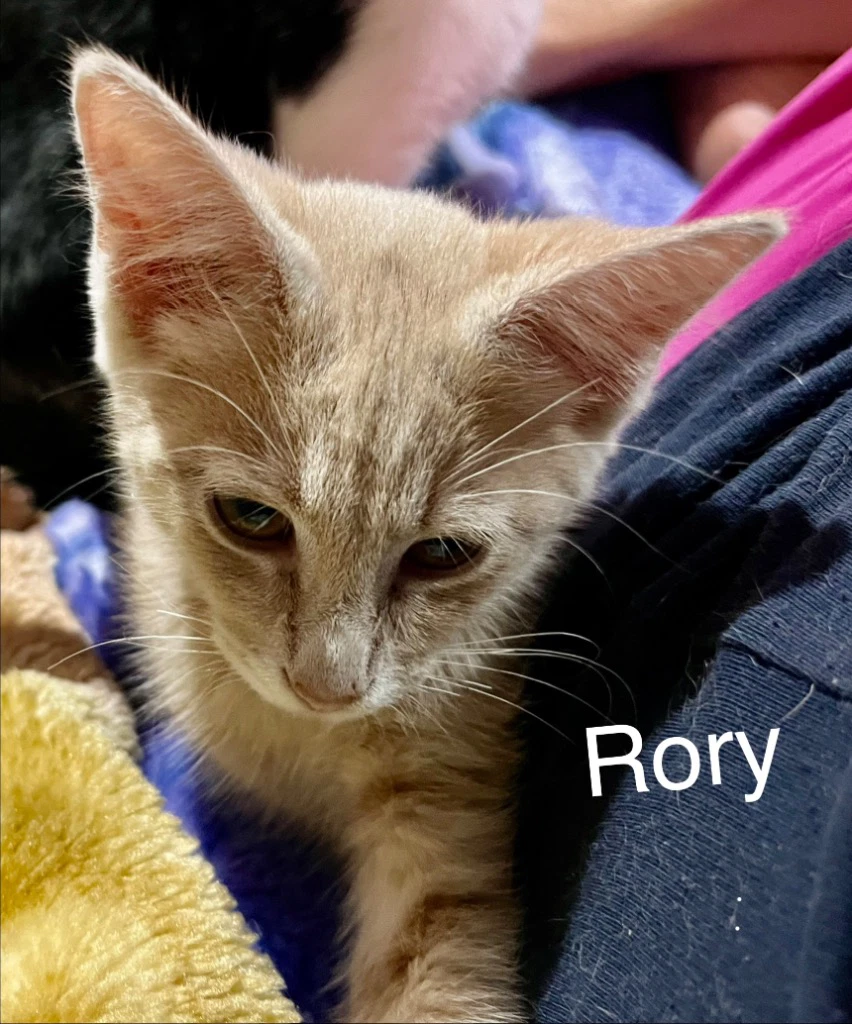 Rory