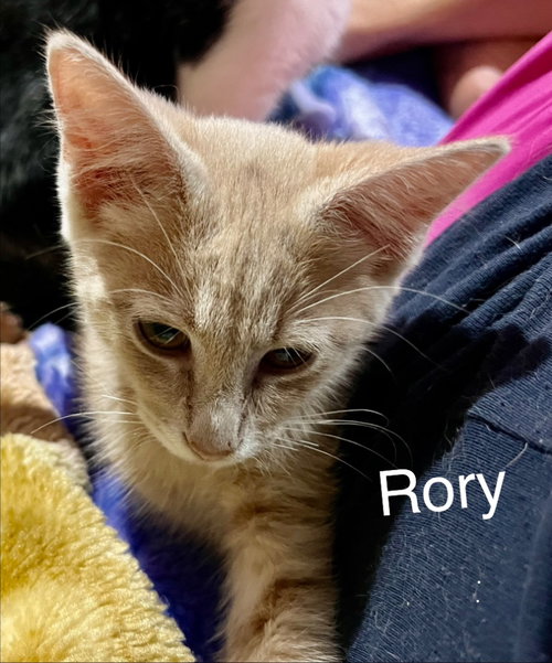 Rory, a cat for adoption from Kentucky Kitty Cats, Inc.