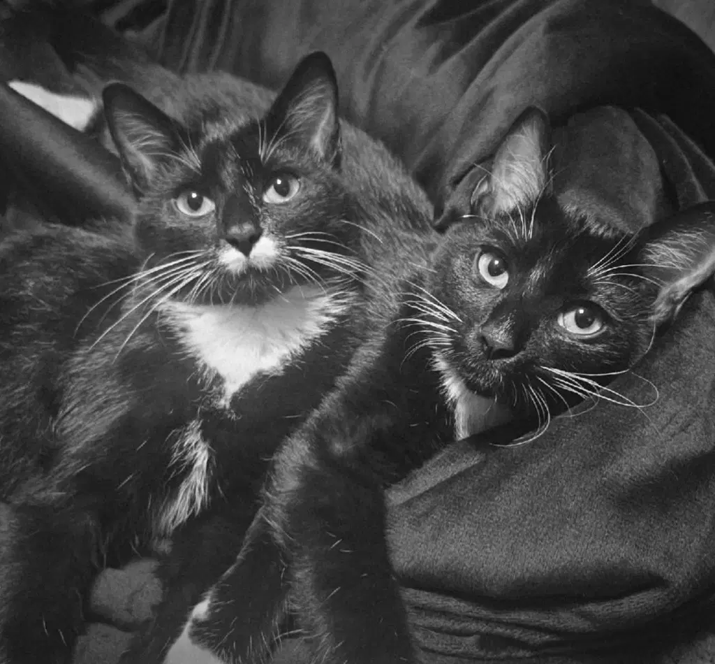 Betty And Boop Stach - Domestic Short Hair