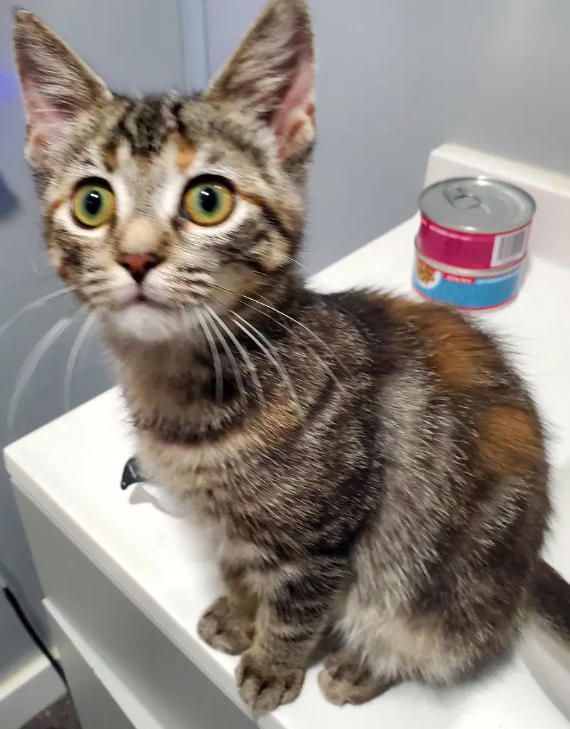 Jazzy - Domestic Short Hair