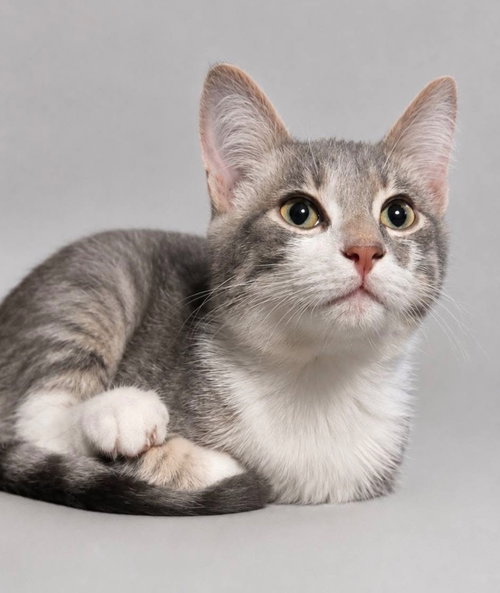 Smoky, a cat for adoption from Kentucky Kitty Cats, Inc.