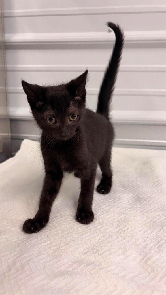 Alexander, Domestic Short Hair