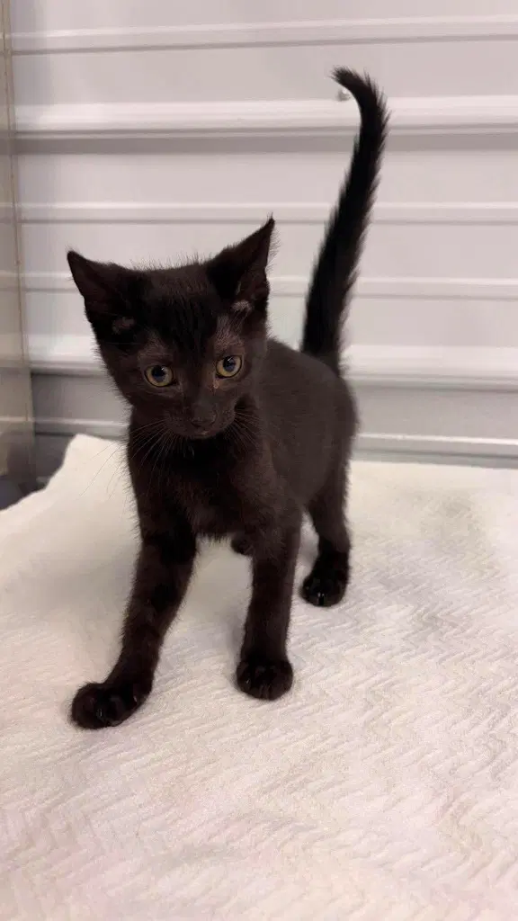 Alexander - Domestic Short Hair