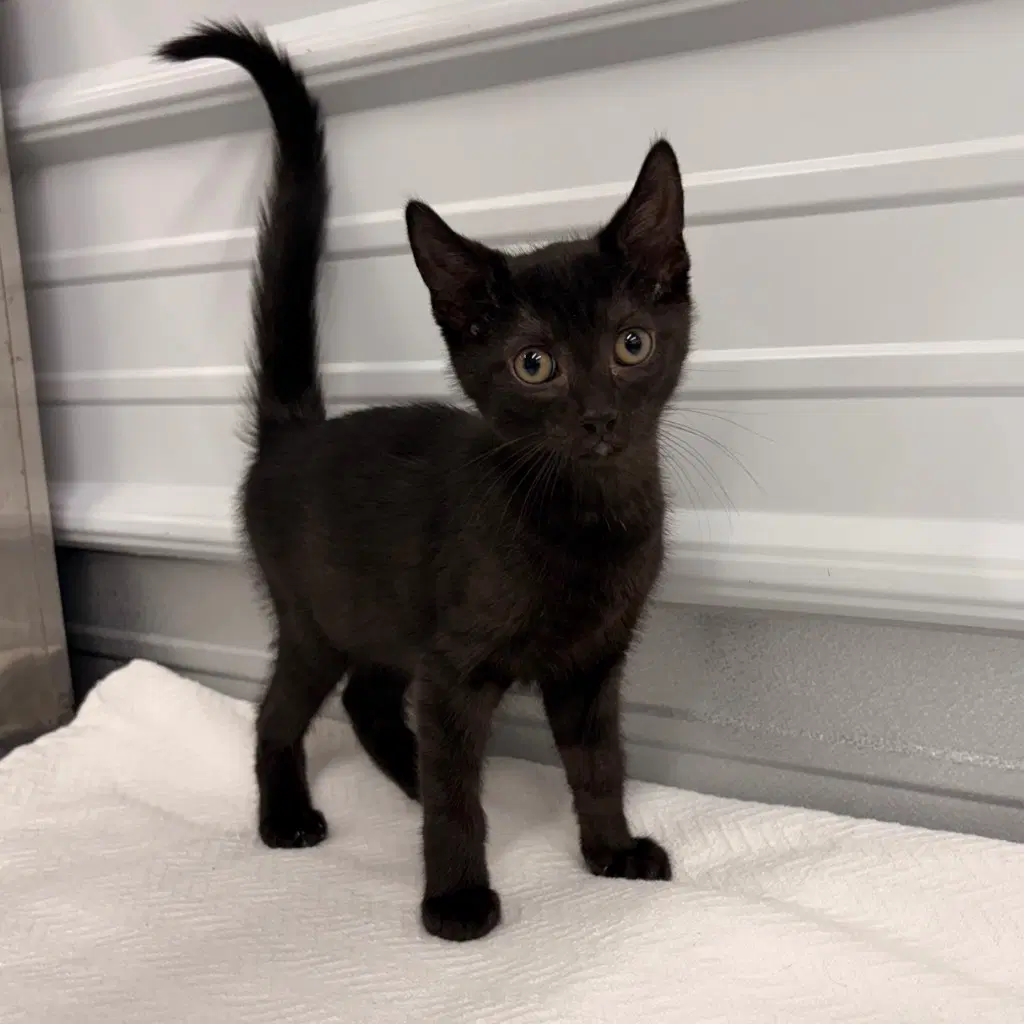 Karl - Domestic Short Hair