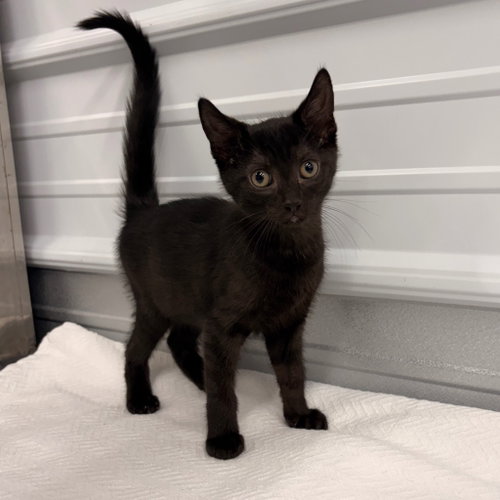 Karl, a cat for adoption from Kentucky Kitty Cats, Inc.