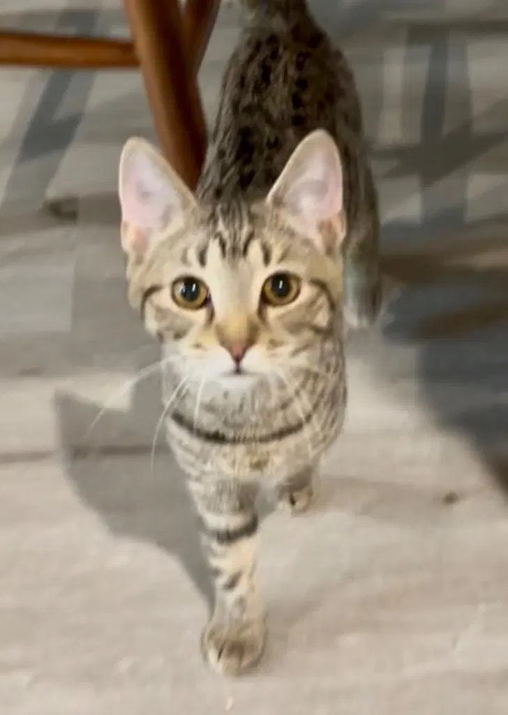 Eros - Domestic Short Hair