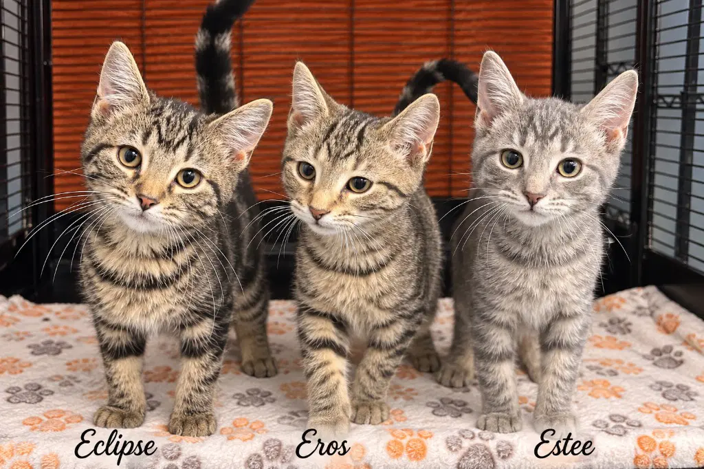 Eclipse Eros Estee - Domestic Short Hair