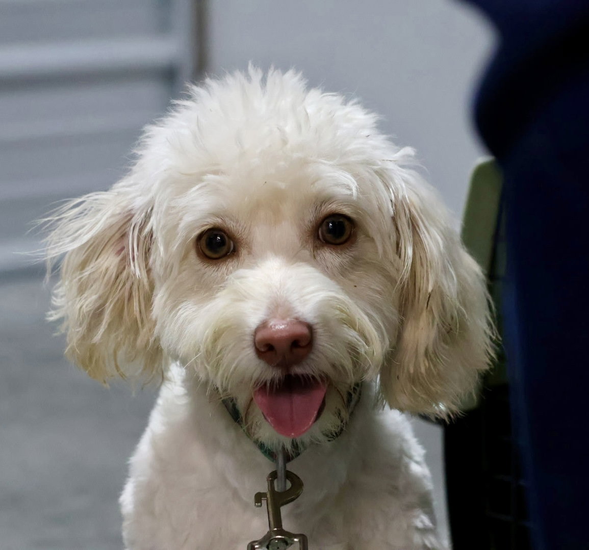 Pee-Wee, Bichon Frise