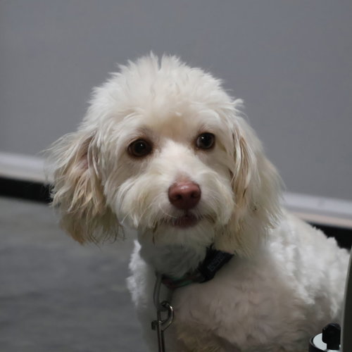 Photo 6 of Pee-Wee