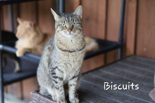 Biscuit, a cat for adoption from Kentucky Kitty Cats, Inc.