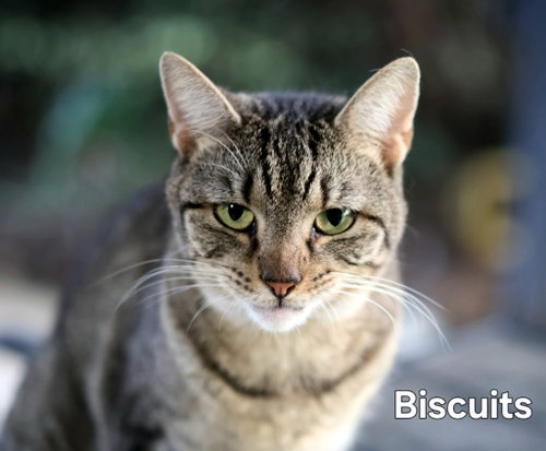 Photo 2 of Biscuit