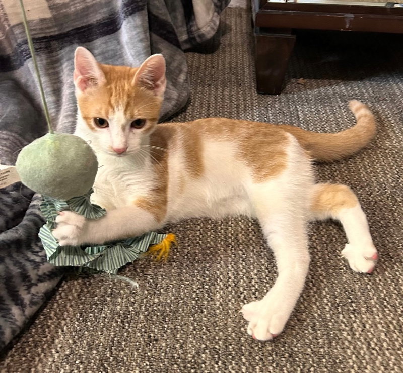 Ollie, a young male cat up for adoption