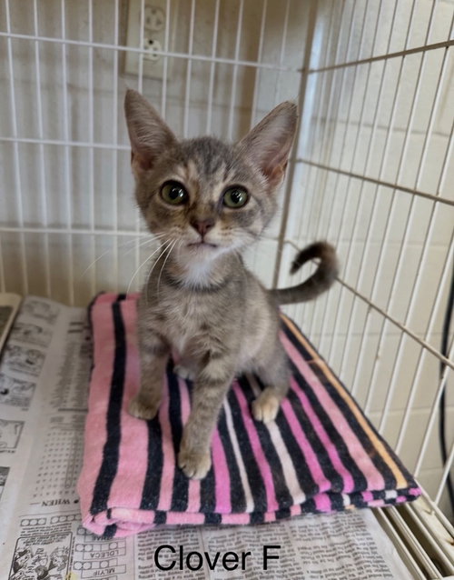 Clover, a cat for adoption from Kentucky Kitty Cats, Inc.