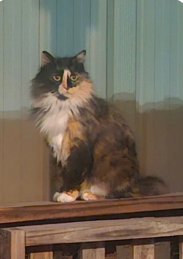 Duchess Of Hazzard