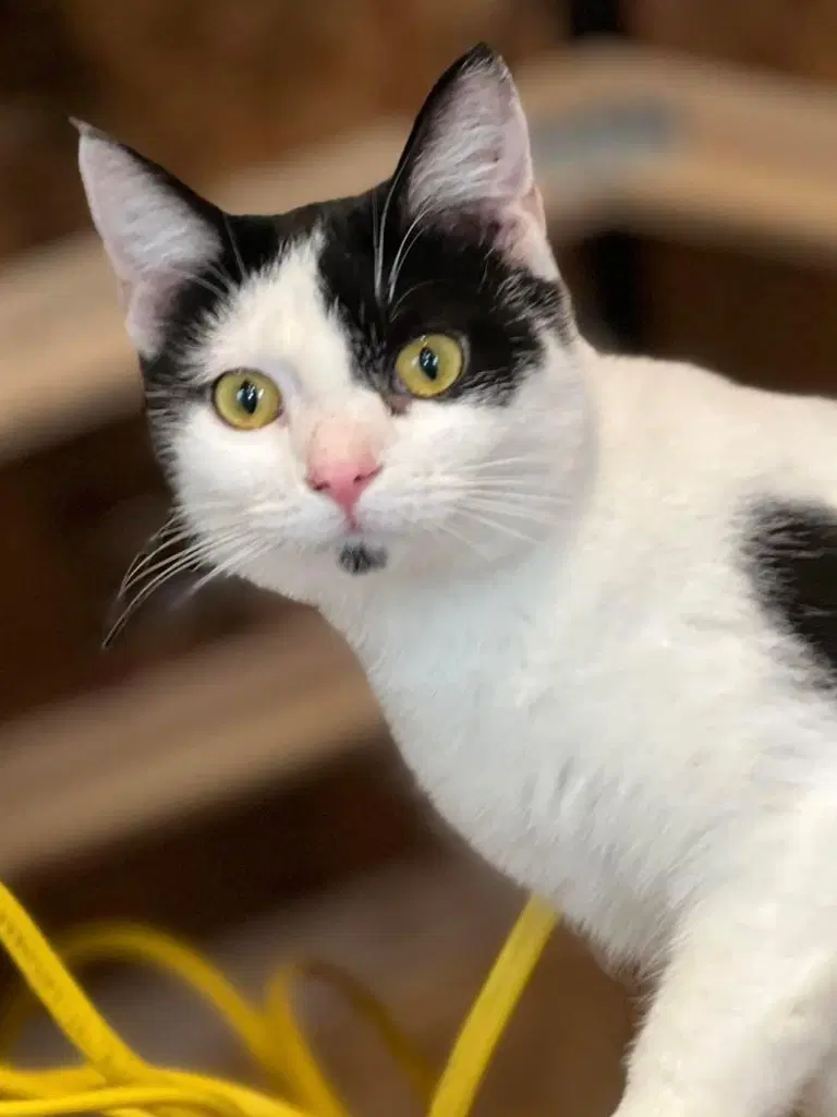 Kitler - Domestic Short Hair