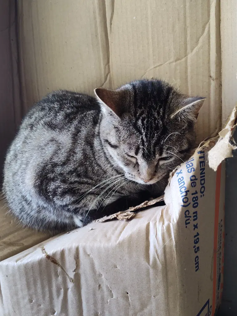 Tabitha - Domestic Short Hair
