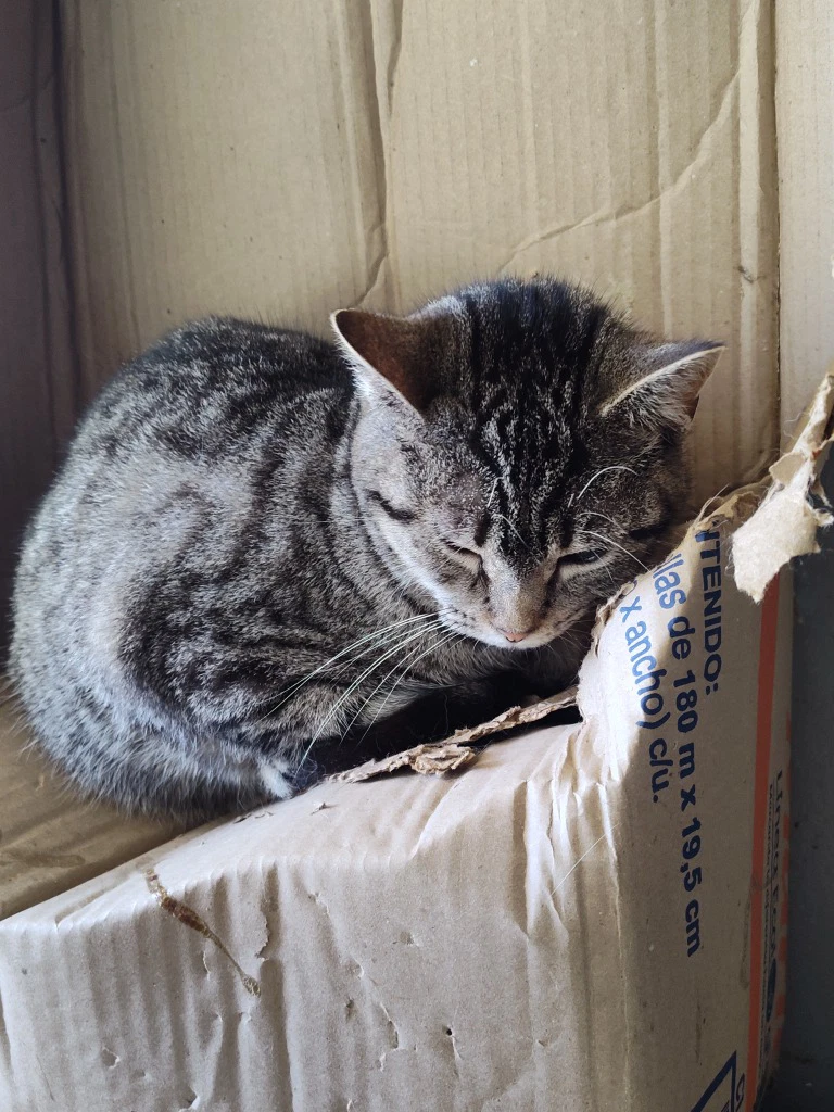 Tabitha