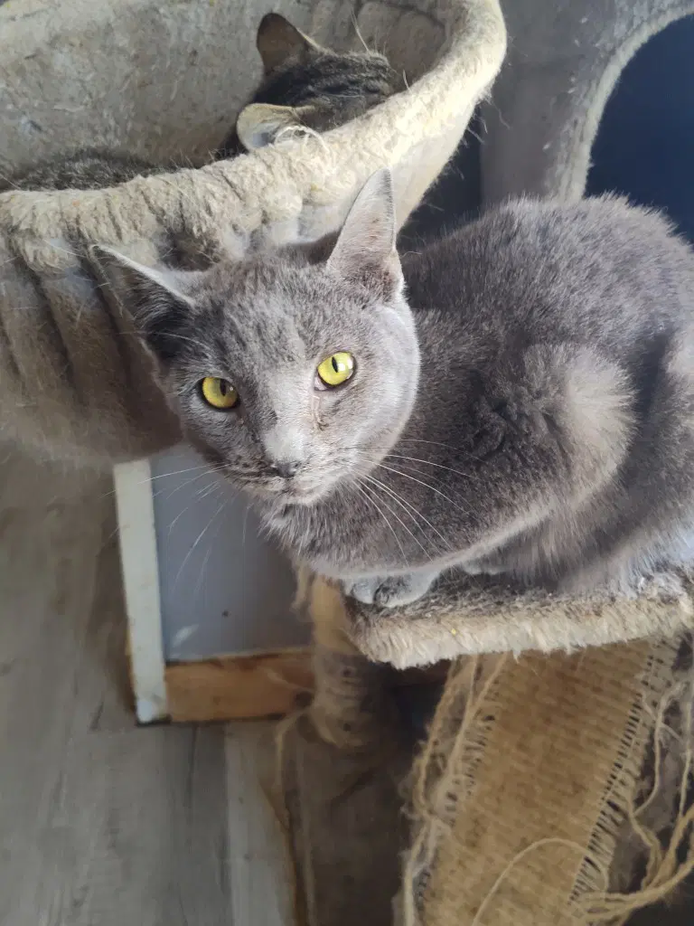 Troll - Domestic Short Hair