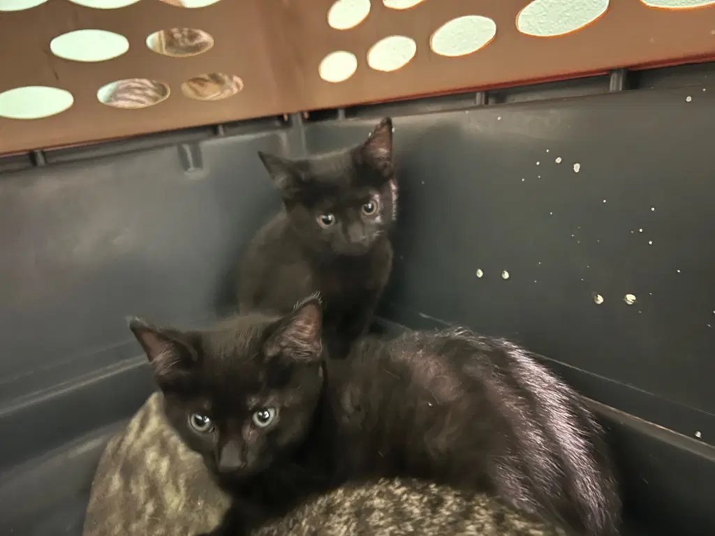 Simple - Domestic Short Hair