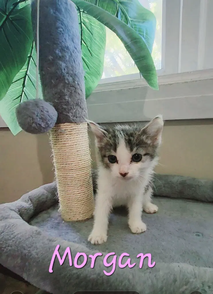 Morgan - Domestic Short Hair