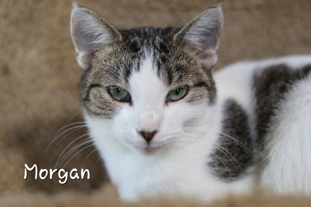 Morgan, photo 2