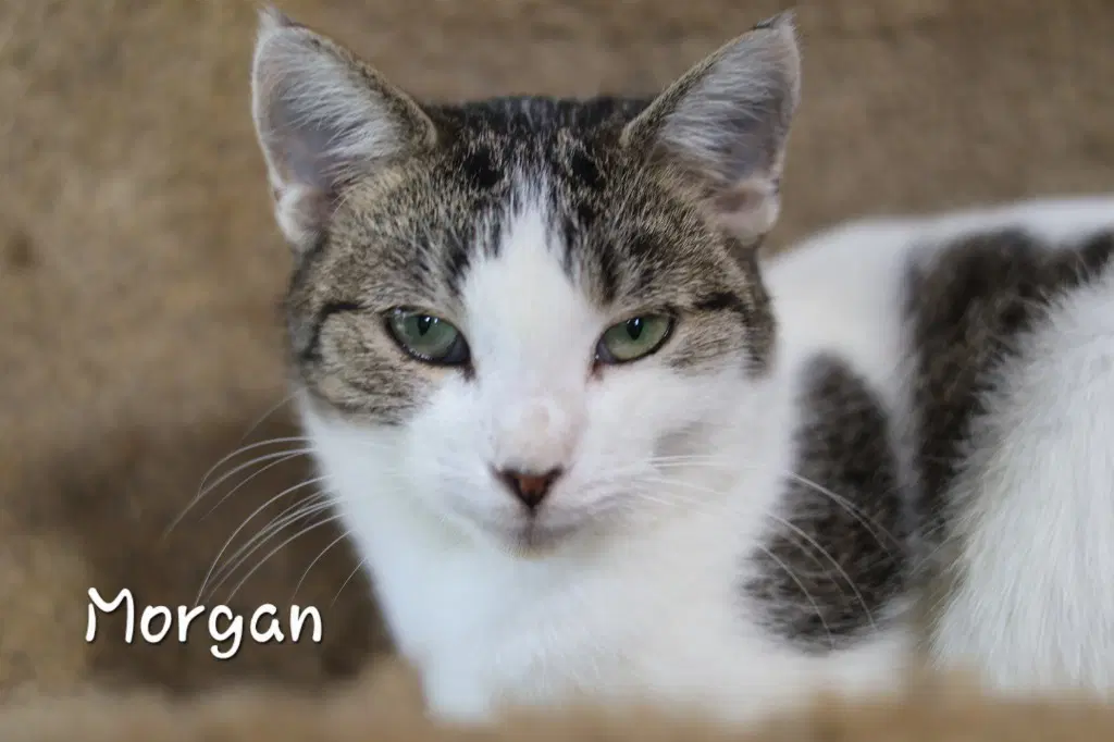 Morgan image 2