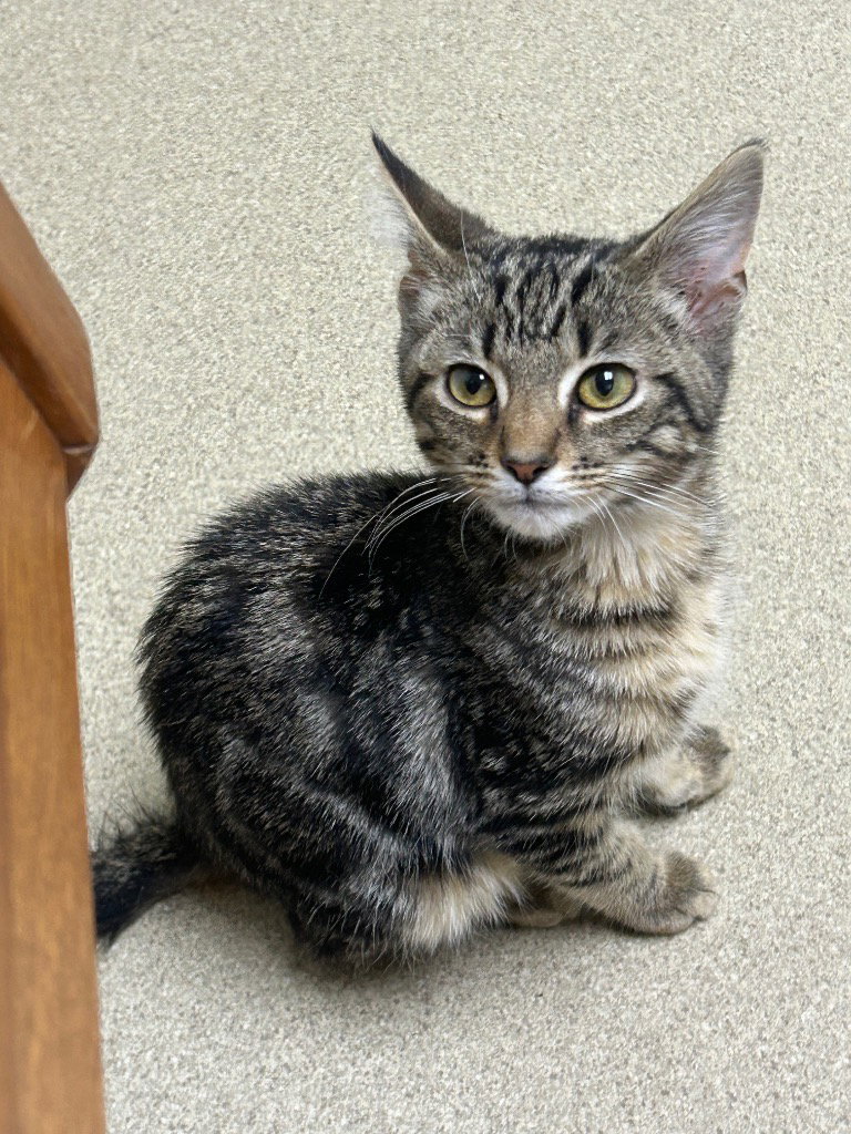 Snickers, photo 2