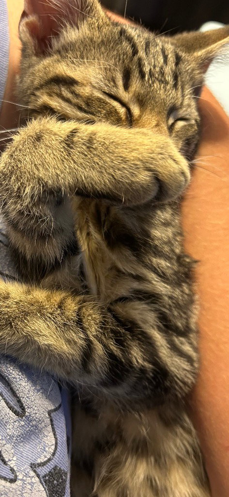 Snickers, photo 3