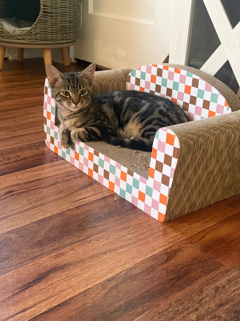 Snickers, photo 4
