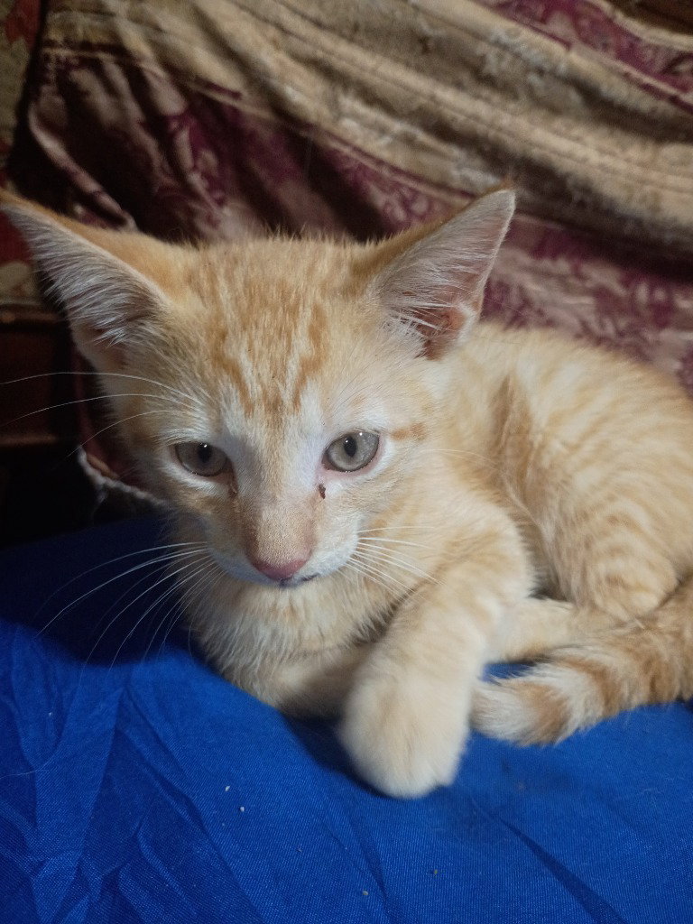 Tonka