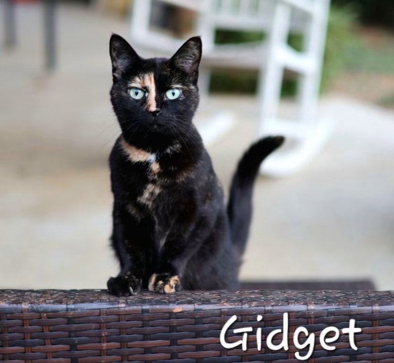 Gidget, an adult female cat up for adoption