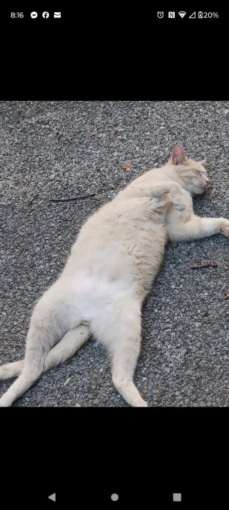 No Mitts Willett - Domestic Short Hair