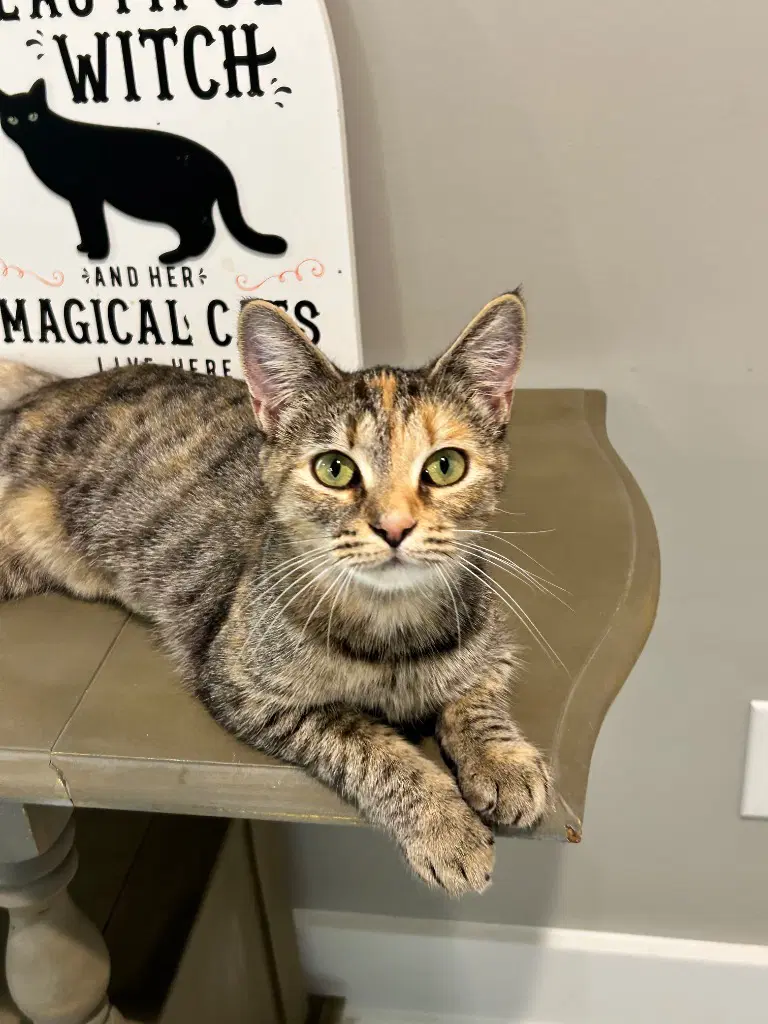 Sue Ellen - Domestic Short Hair