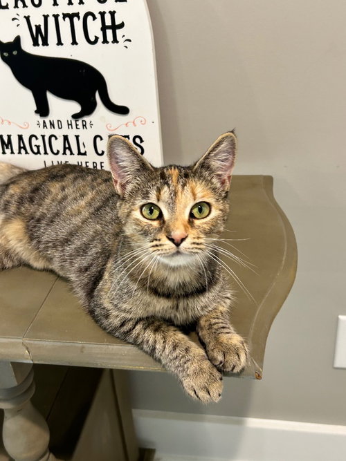 Sue Ellen, a young male cat up for adoption