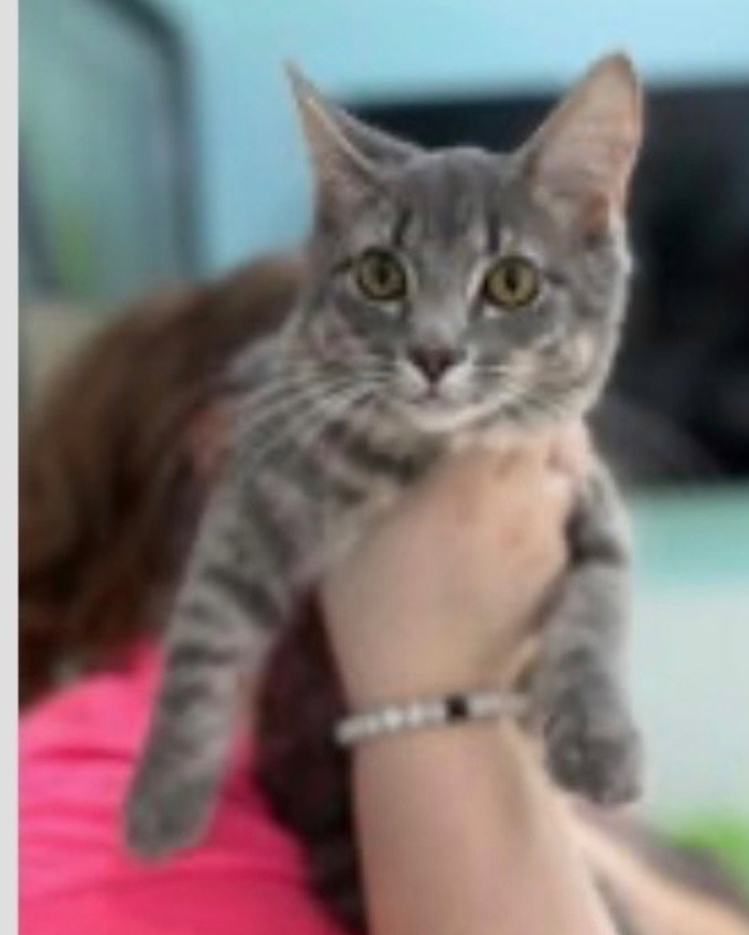 Diva