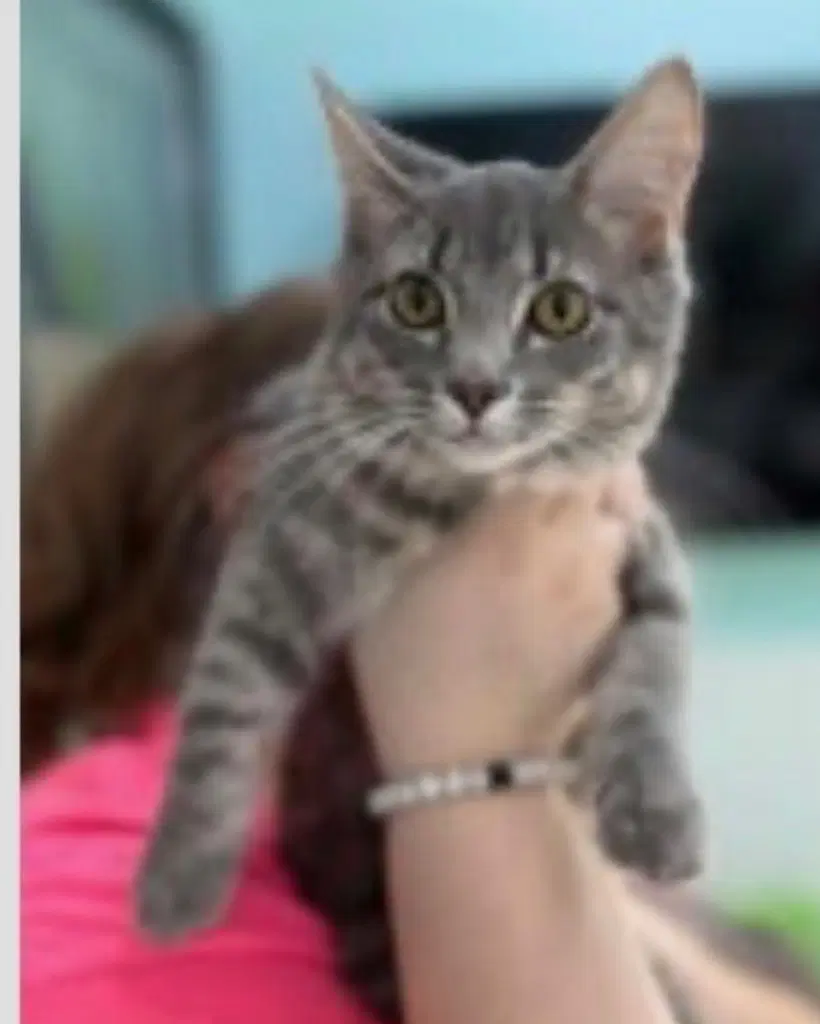 Diva - Domestic Medium Hair