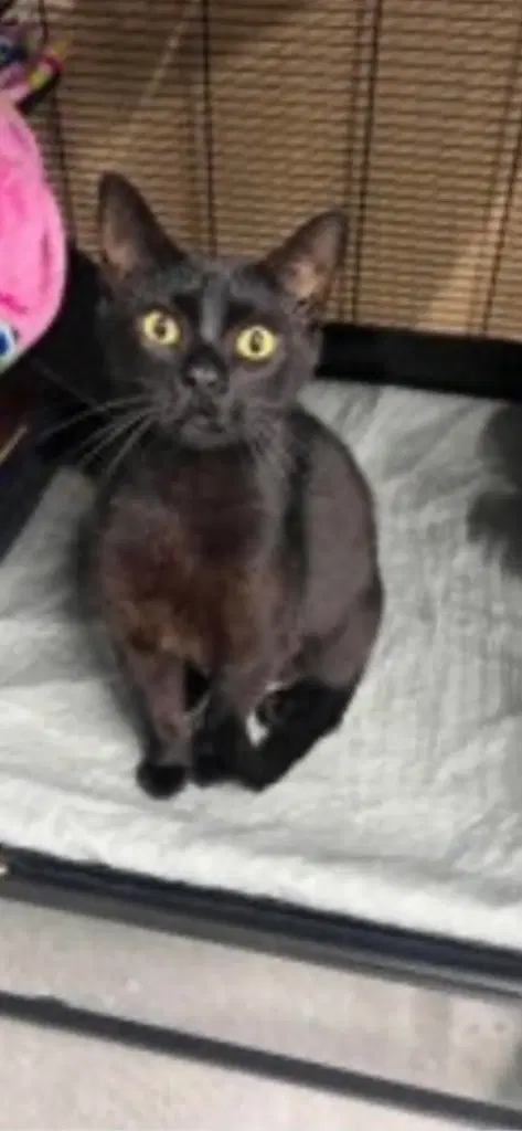 Binx - Domestic Short Hair