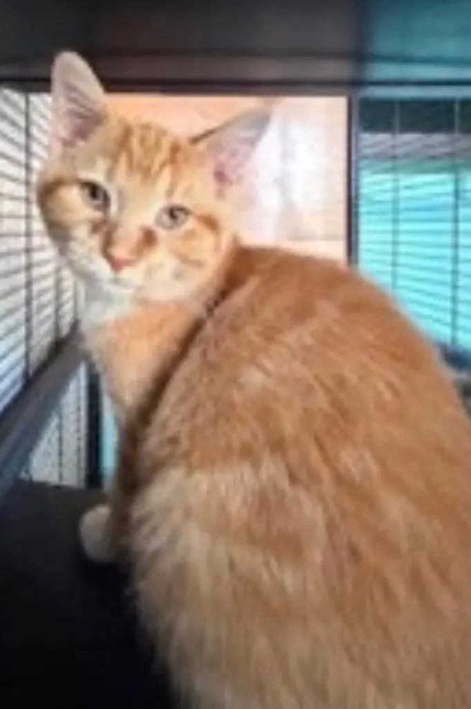 Punks - Domestic Short Hair