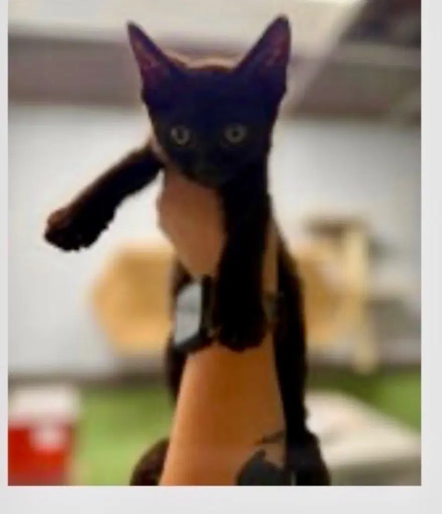 Tillie - Domestic Short Hair